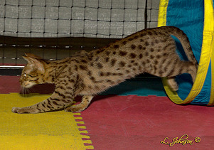 ocicat2