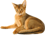 Abyssinian