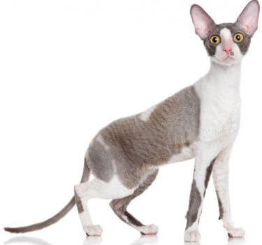 Cornish Rex