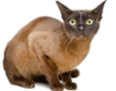 European Burmese