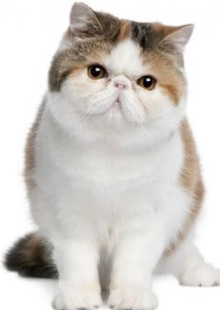 Exotic Shorthair
