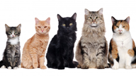 Household Pets