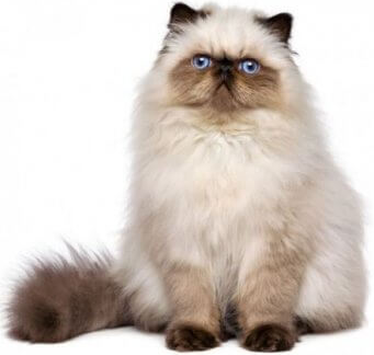 Himalayan