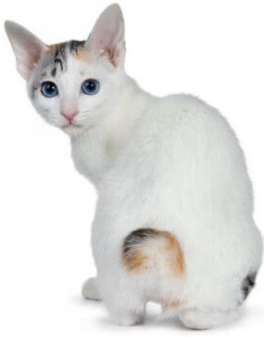Japanese Bobtail