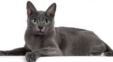 Korat