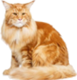 Maine Coon