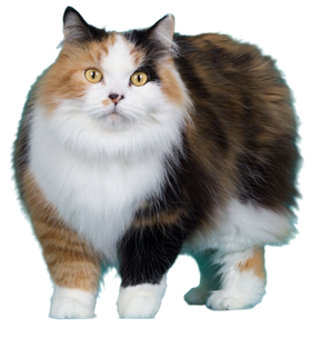 Manx JoyYodersDey