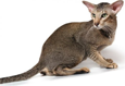 Oriental Shorthair
