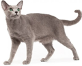 Russian Blue