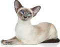 Siamese bluePoint