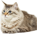 Siberian