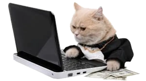 DuesCatLaptop